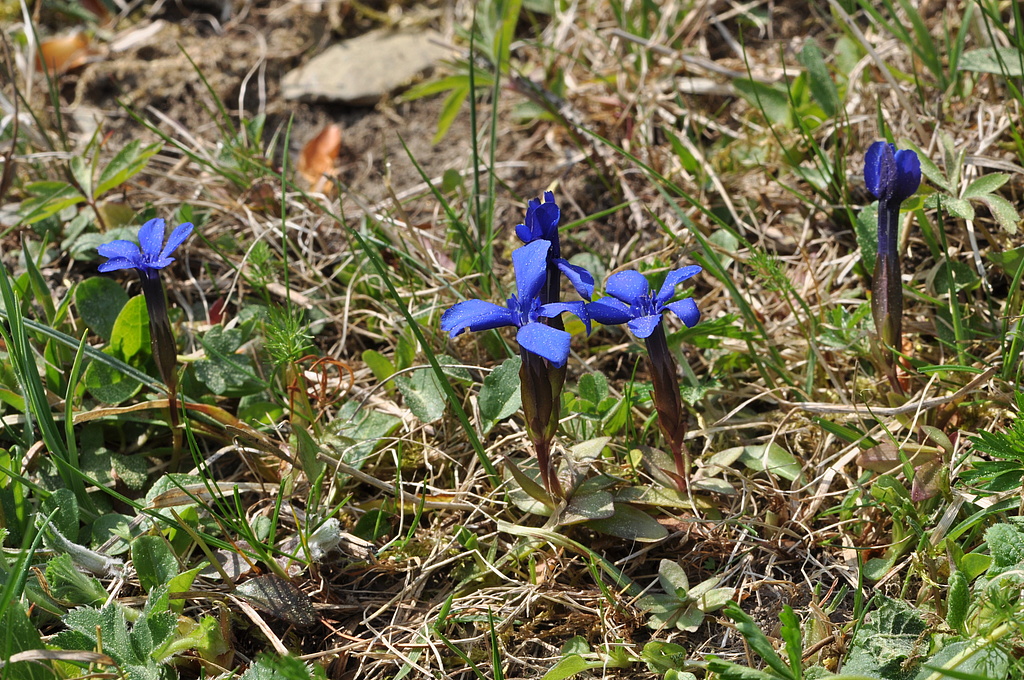 NSG 351, Frühlings-Enzian Gentiana verna auf artenreicher, vom „Jungdo-Hütte im Röthengrund e. V.“ gepflegter Berg-Mähwiese im oberen Röthengrund bei Mengersgereuth-Hämmern im NSG „Röthengrund“ (Landkreis Sonneberg), letztes Vorkommen in Thüringen seit 2022 verschollen. (Foto: Holm Wenzel, 25.04.2011)