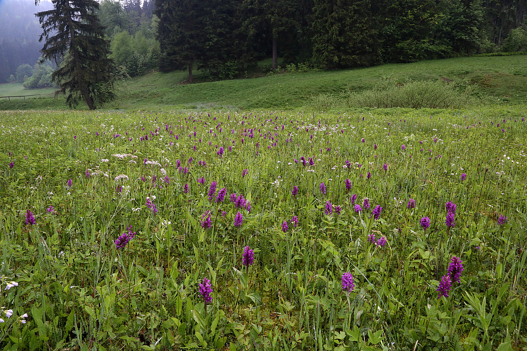 NSG 351, Massenbestand des Breitblättrigen Knabenkrautes Dactylorhiza majalis auf artenreicher, vom „Jungdo-Hütte im Röthengrund e. V.“ gepflegter Feuchtwiese im oberen Röthengrund bei Mengersgereuth-Hämmern im NSG „Röthengrund“ (Landkreis Sonneberg). (Foto: Holm Wenzel, 25.05.2015)