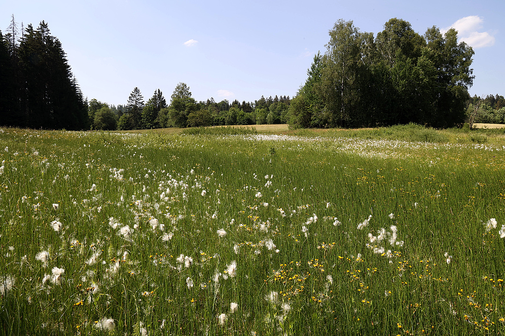 NSG 351, Übergangsmoor im Röthen-Quellsumpf oberhalb des Kirchsteiges im obersten Röthengrund bei Mengersgereuth-Hämmern im NSG „Röthengrund“ (Landkreis Sonneberg) mit Massenbestand des Schmalblättrigen Wollgrases Eriophorum angustifolium. (Foto: Holm Wenzel, 19.06.2022)