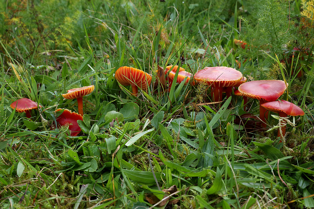 NSG 351, Kirschroter Saftling Hygrocybe coccinea auf artenreicher, vom „Jungdo-Hütte im Röthengrund e. V.“ gepflegter Berg-Mähwiese im oberen Röthengrund bei Mengersgereuth-Hämmern im NSG „Röthengrund“ (Landkreis Sonneberg). (Foto: Holm Wenzel, 20.09.2014)