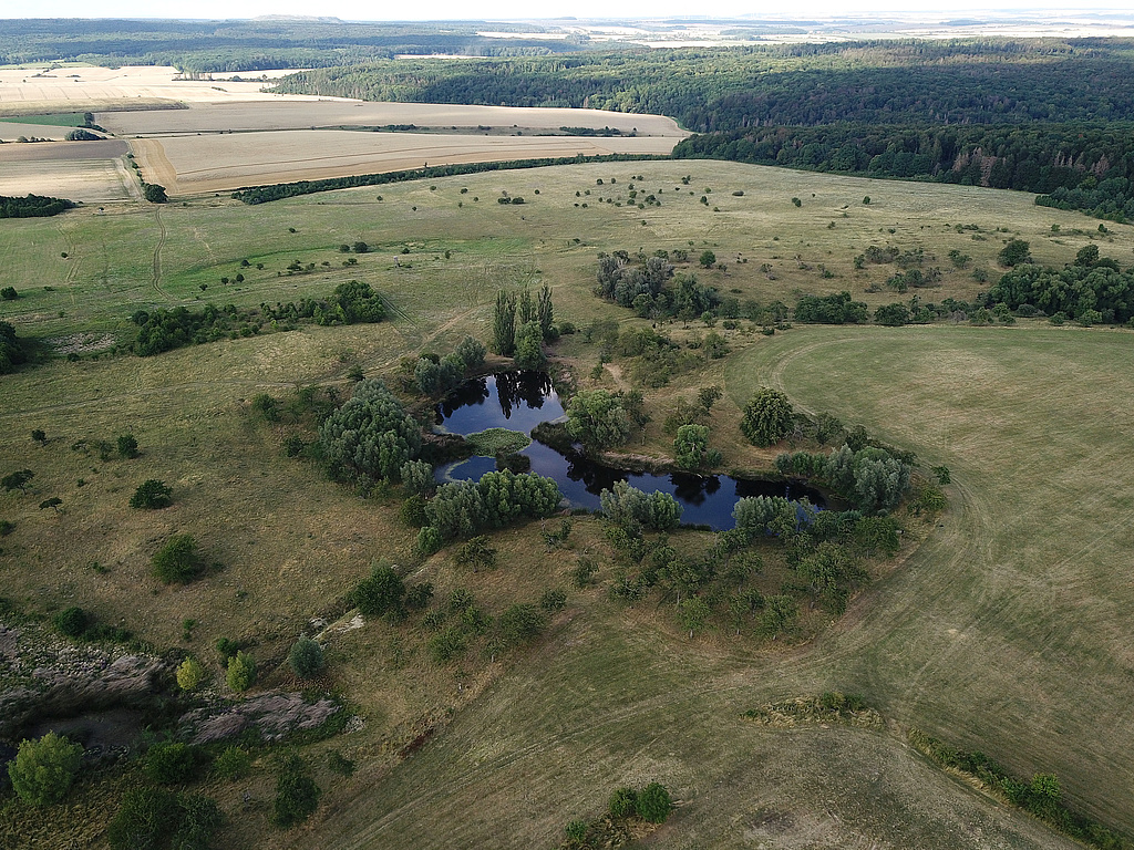 NSG 367, Blick von Südwesten auf den Gras-Teich im zentralen nördlichen Teil des NSG „Volkenrodaer Teiche – Forstberg“ (Unstrut-Hainich-Kreis) auf dem ehemaligen Standortübungsplatz Mühlhausen (jetzt Nationales Naturerbe). (Foto: Holm Wenzel, 04.08.2019)