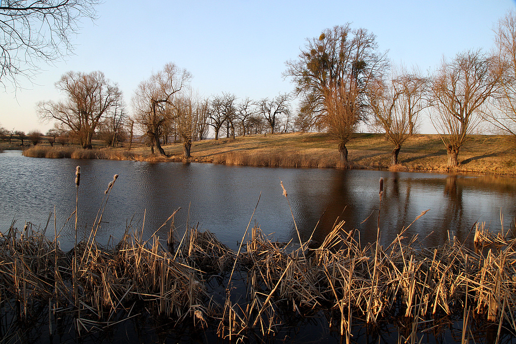 NSG 367, Gras-Teich im zentralen nördlichen Teil des NSG „Volkenrodaer Teiche – Forstberg“ (Unstrut-Hainich-Kreis) mit gut strukturiertem Uferbereich mit Teichsimsen-Röhricht z. T. mit Breitblättrigem Rohrkolben Typha latifolia und Weidensaum, teilweise als durchgewachsene Kopfweiden. Blick vom Süd- zum Ostufer. (Foto: Holm Wenzel, 20.03.2022)