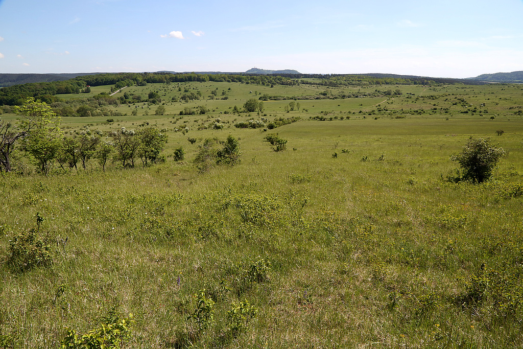 NSG 371, Blick von der Südostseite des Lichterberges nach Südsüdosten über den ehemaligen Schießplatz Rothenstein mit großflächigen, z. T. orchideenreichen Kalk-Halbtrockenrasen im NSG „Spitzenberg – Schießplatz Rothenstein – Borntal“ (hier: Anteil im Saale-Holzland-Kreis). Im Hintergrund: Leuchtenburg bei Kahla. (Foto: Holm Wenzel, 14.05.2015)