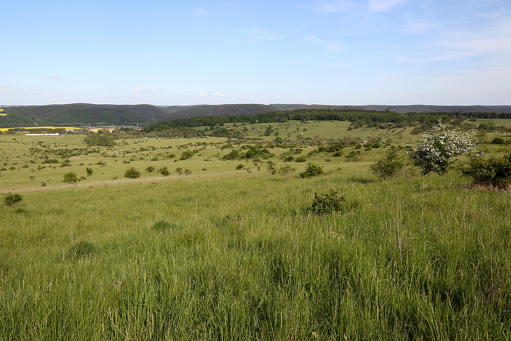 NSG 371, Blick von der Ostseite des Kux- oder Kamelberges nach Ostsüdosten über den ehemaligen Schießplatz Rothenstein mit großflächigen, z. T. orchideenreichen Kalk-Halbtrockenrasen im NSG „Spitzenberg – Schießplatz Rothenstein – Borntal“ (hier: Anteil im Saale-Holzland-Kreis) Richtung Kuhberg. Im Hintergrund halblinks: Rothenstein. (Foto: Holm Wenzel, 14.05.2015)