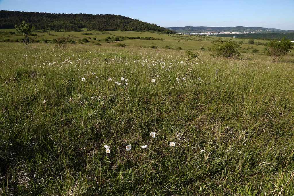 NSG 371, Blick von der Ostseite des Kux- oder Kamelberges nach Nordosten über den ehemaligen Schießplatz Rothenstein mit großflächigen, z. T. orchideenreichen Kalk-Halbtrockenrasen (hier: Aspekt mit dem Großen Windröschen Anemone sylvestris) auf Südostseite des Lichtersberges (alles im NSG „Spitzenberg – Schießplatz Rothenstein – Borntal“, Saale-Holzland-Kreis, kreisfreie Stadt Jena). Im Hintergrund: Jena-Neulobeda. (Foto: Holm Wenzel, 14.05.2015)