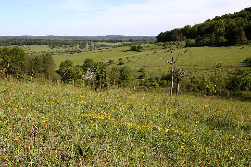 NSG 371, Blick von der Südseite des Lichtersberges nach Süden über das Löschtal und den ehemaligen Schießplatz Rothenstein mit großflächigen, z. T. orchideenreichen Kalk-Halbtrockenrasen (hier: mit Purpur-Knabenkraut Orchis purpurea) zur Nordostseite des Kux- oder Kamelberges (alles im NSG „Spitzenberg – Schießplatz Rothenstein – Borntal“, Saale-Holzland-Kreis, kreisfreie Stadt Jena). (Foto: Holm Wenzel, 14.05.2015)