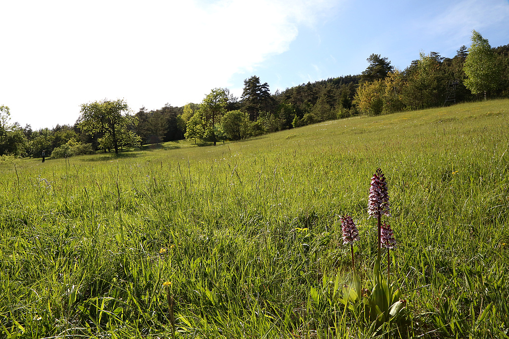 NSG 371, orchideenreiche Kalk-Halbtrockenrasen (hier: mit Purpur-Knabenkraut Orchis purpurea) am Südhang des Lichtersberges im NSG „Spitzenberg – Schießplatz Rothenstein – Borntal“ (hier: Anteil im Saale-Holzland-Kreis). (Foto: Holm Wenzel, 14.05.2015)