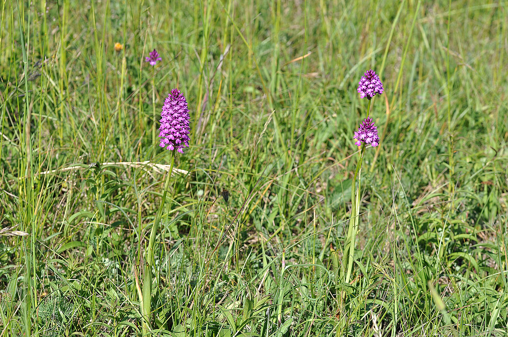 NSG 371, Pyramiden-Spitzorchis Anacamptis pyramidalis auf den orchideenreichen Kalk-Halbtrockenrasen am Südhang des Lichtersberges im NSG „Spitzenberg – Schießplatz Rothenstein – Borntal“ (hier: Anteil im Saale-Holzland-Kreis). (Foto: Holm Wenzel, 05.06.2015)