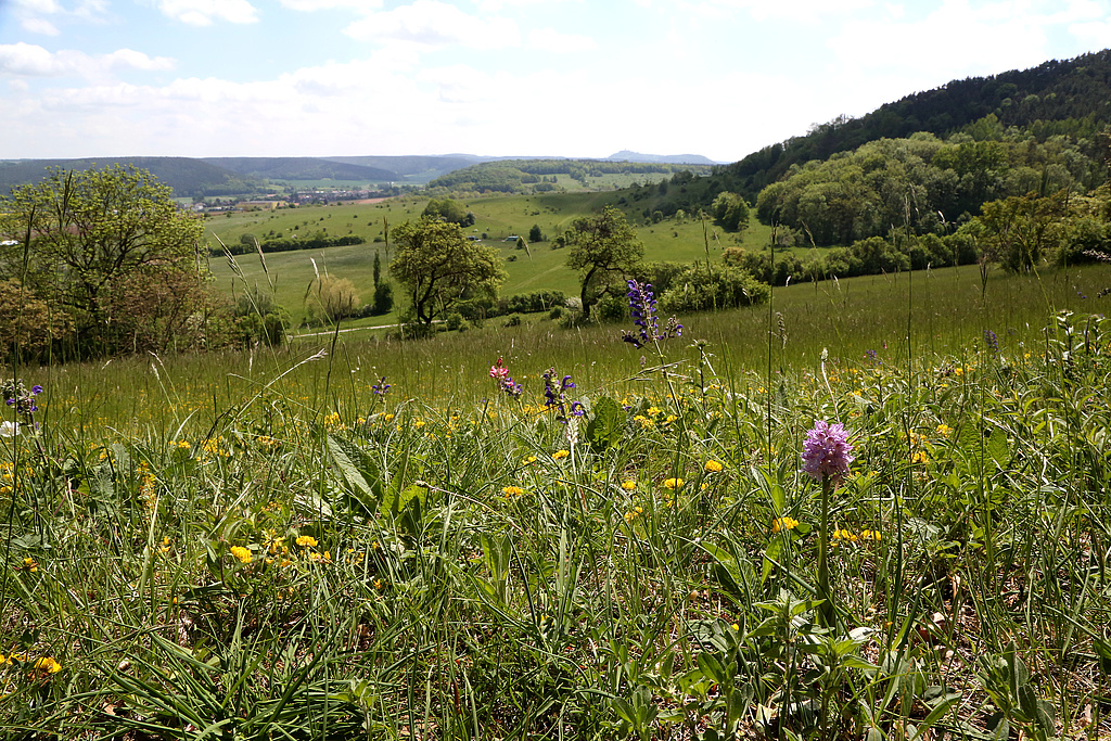 NSG 371, orchideenreicher Kalk-Halbtrockenrasen (hier: mit Dreizähnigem Knabenkraut Orchis tridentata) mit anschließender artenreicher Glatthaferwiese (mit Arten der Kalk-Halbtrockenrasen) am Ostsüdosthang des Spitzenberges im NSG „Spitzenberg – Schießplatz Rothenstein – Borntal“ (hier: Anteil in der kreisfreien Stadt Jena). Blick über den Herrengrund zwischen Spitzen- und Lichtersberg nach Südsüdost Richtung Leuchtenburg bei Kahla. (Foto: Holm Wenzel, 14.05.2015)