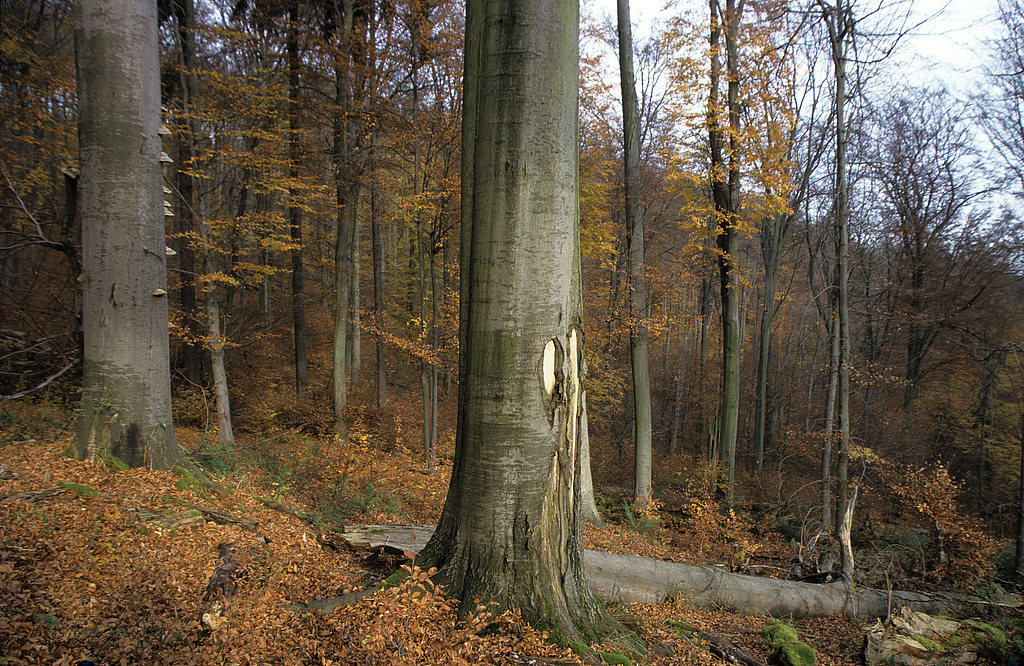 NSG 375, totholzreicher Altbuchenbestand (Waldmeister-Buchenwald) im Wiegental südsüdöstlich Nausnitz (Kyffhäuserkreis) in einer Fläche ohne forstliche Nutzung im Nordwesten des NSG „Hohe Schrecke“. (Foto: Holm Wenzel 11.11.2000)