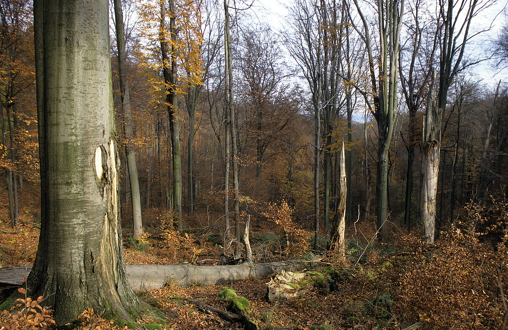NSG 375, totholzreicher Altbuchenbestand (Waldmeister-Buchenwald) im Wiegental südsüdöstlich Nausnitz (Kyffhäuserkreis) in einer Fläche ohne forstliche Nutzung (Prozessschutzfläche) im Nordwesten des NSG „Hohe Schrecke“. (Foto: Holm Wenzel 11.11.2000)