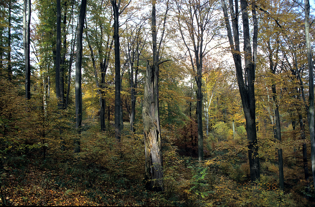 NSG 375, totholzreicher Altbuchenbestand (Waldmeister-Buchenwald) im Wiegental südsüdöstlich Nausnitz (Kyffhäuserkreis) in einer Fläche ohne forstliche Nutzung (Prozessschutzfläche) im Nordwesten des NSG „Hohe Schrecke“. (Foto: Holm Wenzel 23.10.1998)