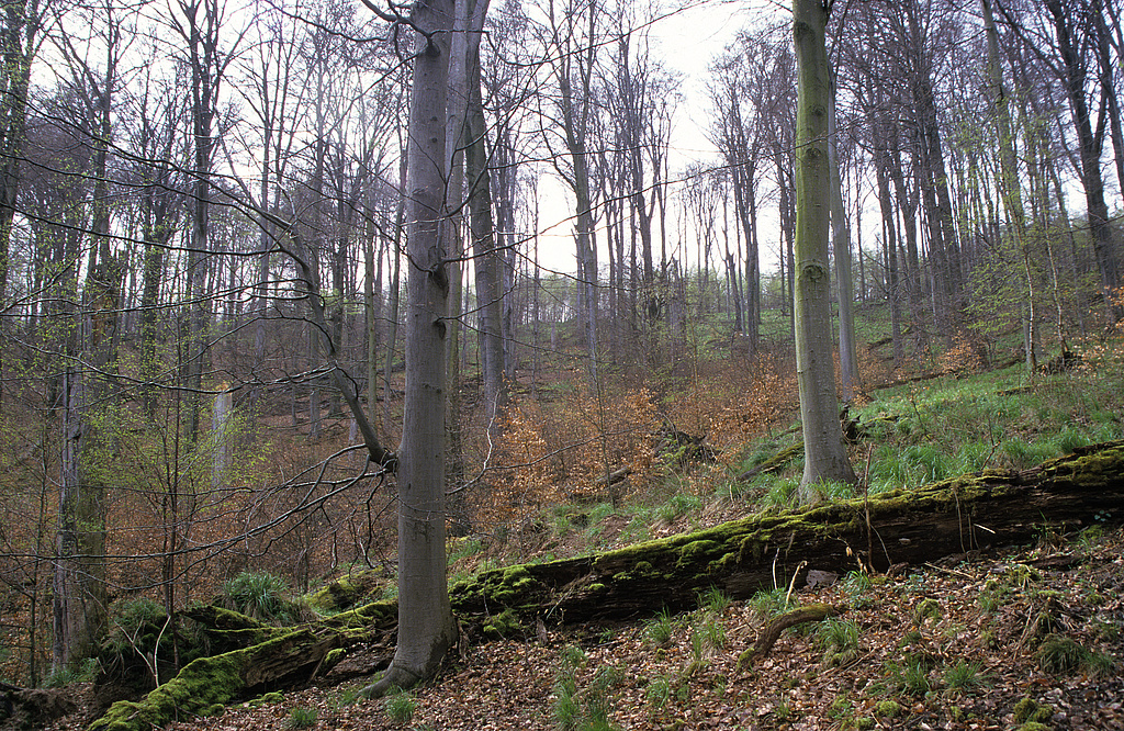 NSG 375, totholzreicher Altbuchenbestand (Waldmeister-Buchenwald) im Wiegental südsüdöstlich Nausnitz (Kyffhäuserkreis) in einer Fläche ohne forstliche Nutzung (Prozessschutzfläche) im Nordwesten des NSG „Hohe Schrecke“. (Foto: Holm Wenzel 27.04.2001)