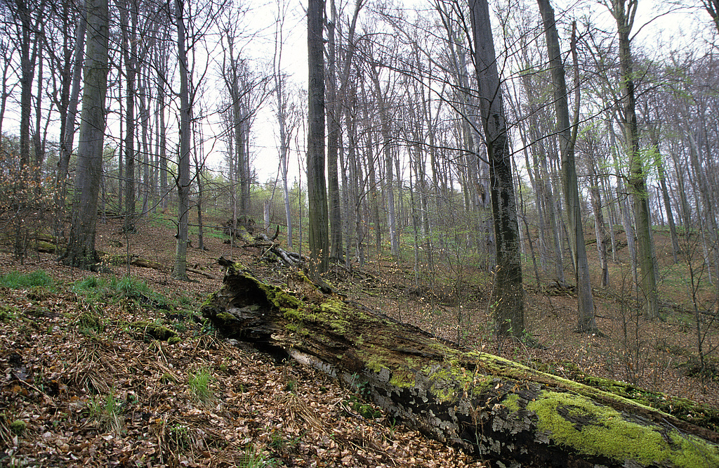 NSG 375, totholzreicher Altbuchenbestand (Waldmeister-Buchenwald) im Wiegental südsüdöstlich Nausnitz (Kyffhäuserkreis) in einer Fläche ohne forstliche Nutzung (Prozessschutzfläche) im Nordwesten des NSG „Hohe Schrecke“. (Foto: Holm Wenzel 27.04.2001)