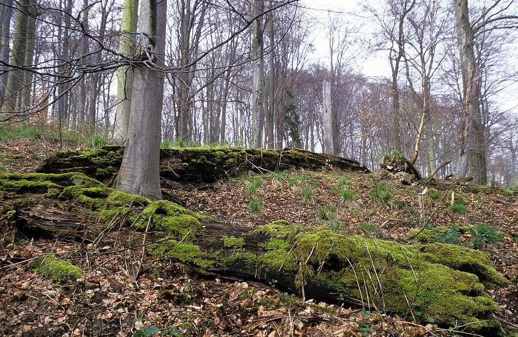 NSG 375, totholzreicher Altbuchenbestand (Waldmeister-Buchenwald) im Wiegental südsüdöstlich Nausnitz (Kyffhäuserkreis) in einer Fläche ohne forstliche Nutzung (Prozessschutzfläche) im Nordwesten des NSG „Hohe Schrecke“. (Foto: Holm Wenzel 27.04.2001)