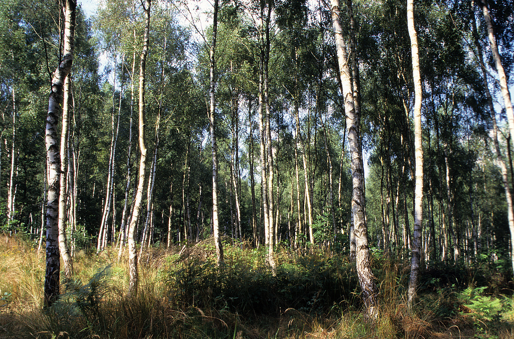 NSG 375, Birkensukzessionswald im Bereich einer ehemaligen Schießbahn im heutigen Naturentwicklungsraum (Prozessschutzfläche) des NSG „Hohe Schrecke“ (hier: im Landkreis Sömmerda). (Foto: Holm Wenzel 31.07.1999)