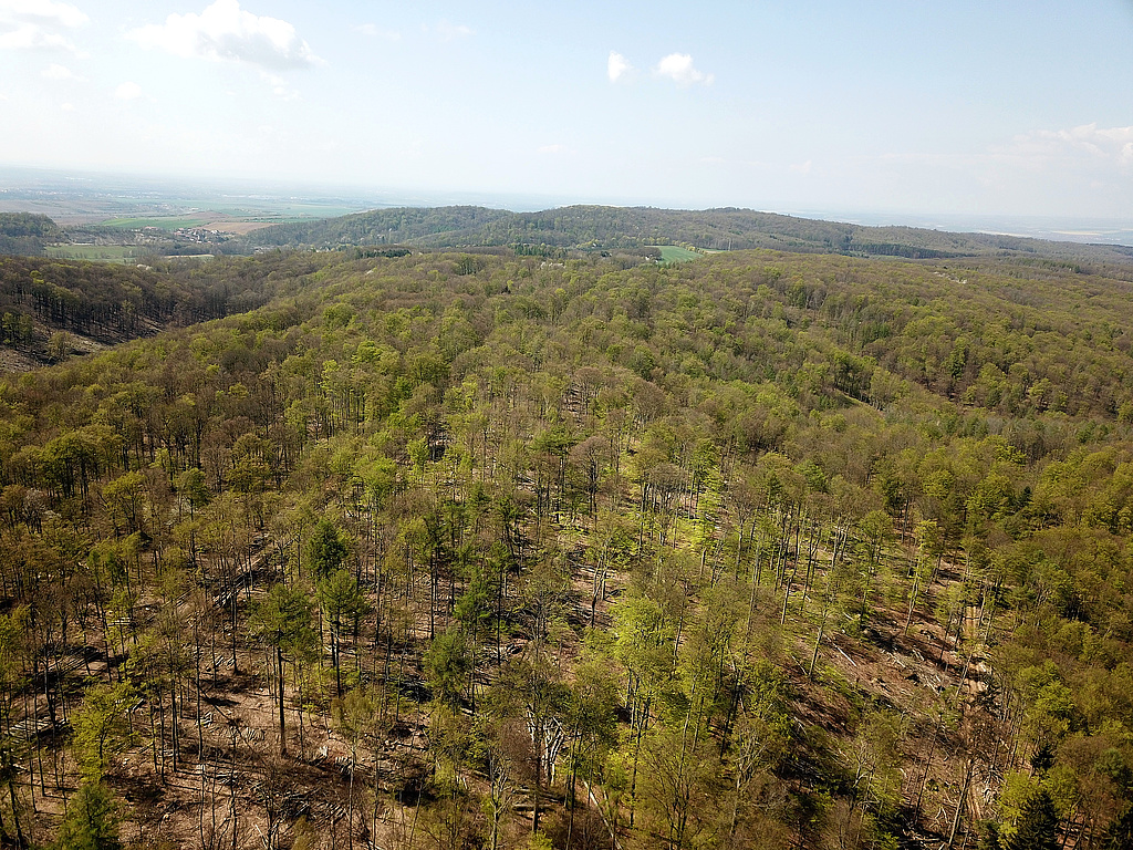 NSG 375, in der Südhälfte des NSG „Hohe Schrecke“ (Landkreis Sömmerda, Kyffhäuserkreis): Blick über den Kuhkopf nach Westsüdwest Richtung Beichlinger Schmücke. Links hinten: Burgwenden. (Foto: Holm Wenzel 27.04.2022)