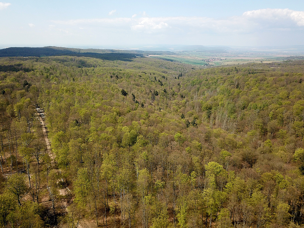 NSG 375, in der Südhälfte des NSG „Hohe Schrecke“ (Landkreis Sömmerda, Kyffhäuserkreis): Blick aus Höhe Kreuzung Lossaer Straße / Schrecke-Kammweg nach Westnordwest ins Mühltal / Helderbachtal Richtung Hauteroda. Links: (Alte) Lossaer Straße, rechts daneben: der Kuhkopf, hinten Mitte bis links: Beichlinger Schmücke, (Foto: Holm Wenzel 27.04.2022)