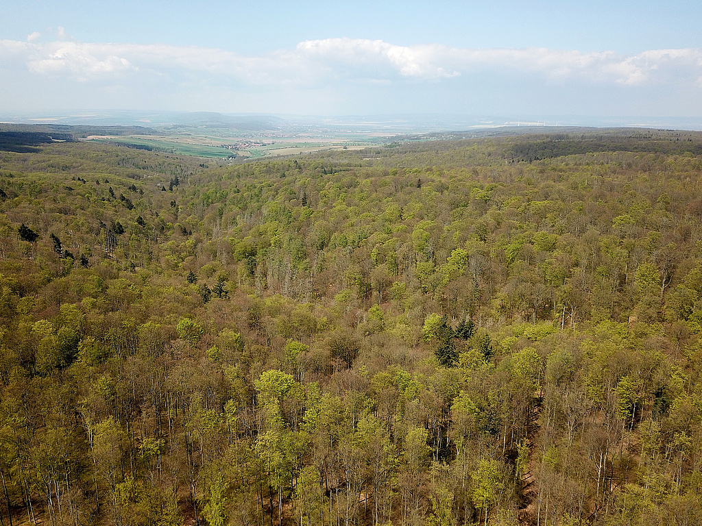 NSG 375, Blick aus Höhe Kreuzung Lossaer Straße / Schrecke-Kammweg nach Nordwesten ins Mühltal / Helderbachtal (Bildmitte von rechts nach links hinten verlaufend) Richtung Hauteroda (Kyffhäuserkreis) und auf Prozessschutzfläche. (Foto: Holm Wenzel 27.04.2022)