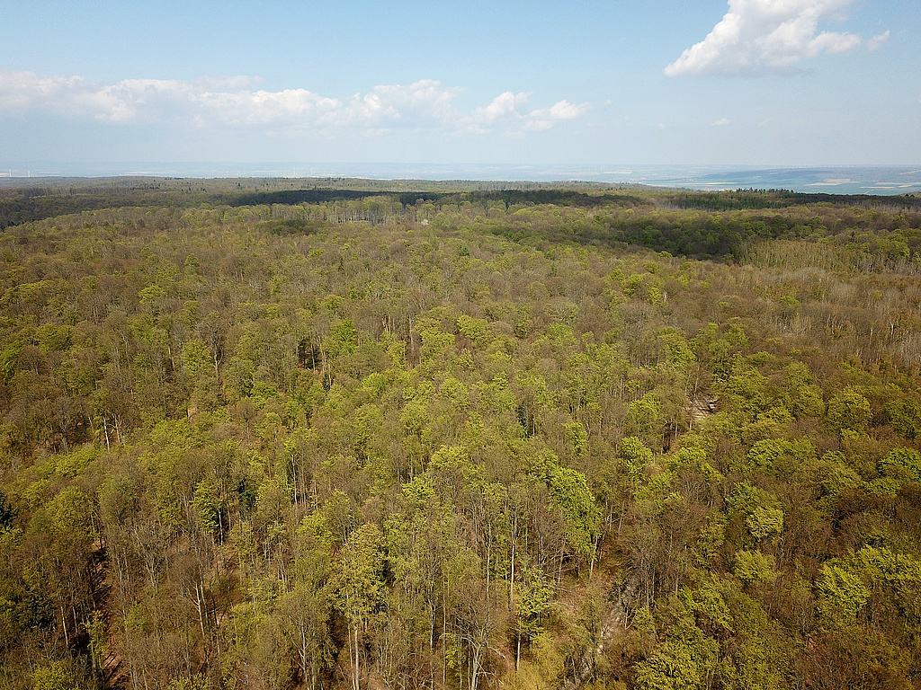NSG 375, Blick aus Höhe Kreuzung Lossaer Straße / Schrecke-Kammweg nach Norden zum Wetzelshain mit Prozessschutzfläche (Bildmitte bis links) und Naturentwicklungsraum (rechts des Schrecke-Kammweges). (Foto: Holm Wenzel 27.04.2022)