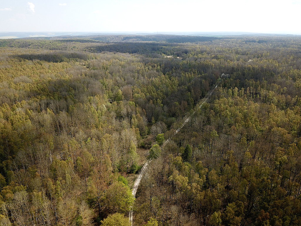 NSG 375, Blick aus Höhe Kreuzung Lossaer Straße / Schrecke-Kammweg von den „Schweineställen“ (vorn links) nach Ostsüdost Richtung Leintal (hinten links) und Kleine und Große Sümpfe (Bildmitte) im Naturentwicklungsraum mit ehemaliger Schießbahn (links vom Schrecke-Kammweg, hier auch Lossaer Straße, inzwischen zum allergrößten Teil wiederbewaldet mit Birken-Aspen-Pionierwald mit Weiden und Eichen) sowie Richtung Erbsland (rechts vom Schrecke-Kammweg). (Foto: Holm Wenzel 27.04.2022)