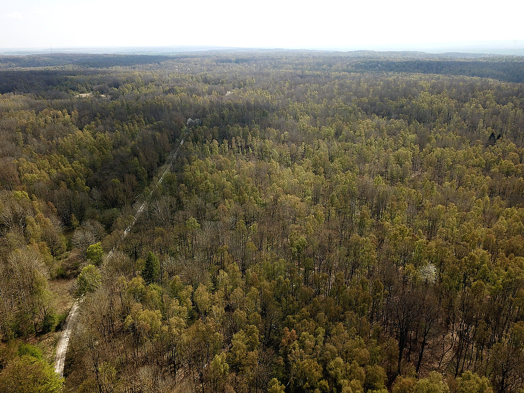 NSG 375, in der Südhälfte des NSG „Hohe Schrecke“ (Landkreis Sömmerda, Kyffhäuserkreis): Blick aus Höhe Kreuzung Lossaer Straße / Schrecke-Kammweg nach Süden Richtung Kleine und Große Sümpfe im Naturentwicklungsraum mit ehemaliger Schießbahn (links vom Schrecke-Kammweg, hier auch Lossaer Straße) sowie Richtung Erbsland (rechts vom Schrecke-Kammweg). (Foto: Holm Wenzel 27.04.2022)