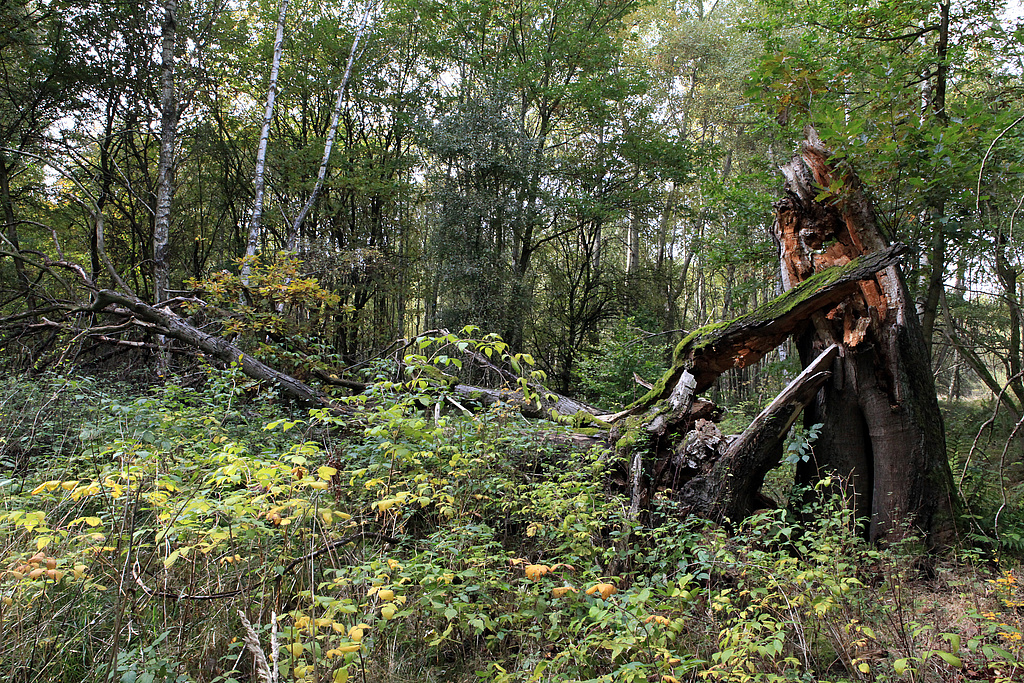 NSG 375, Aspen-Birken-Pionierwald mit Trauben-Eiche und Buche im Naturentwicklungsraum südlich des Herzogsgeheges im südlichen Drittel des NSG „Hohe Schrecke“ nordnordöstlich Ostramondra (Landkreis Sömmerda). (Foto: Holm Wenzel 14.10.2012)