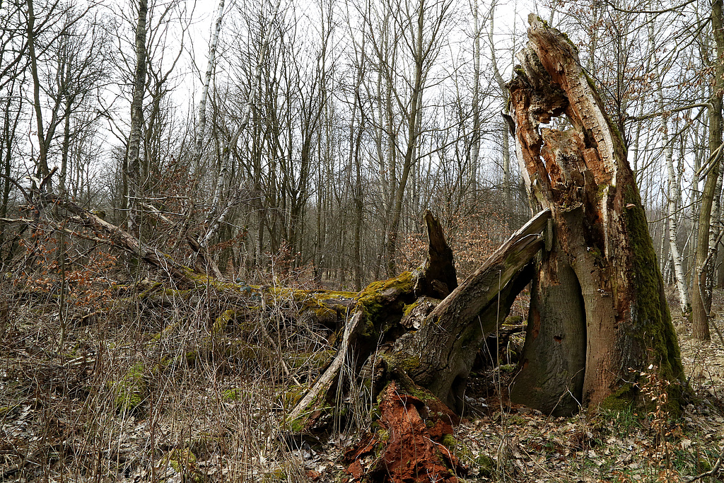 NSG 375, Aspen-Birken-Pionierwald mit Trauben-Eiche und Buche im Naturentwicklungsraum südlich des Herzogsgeheges im südlichen Drittel des NSG „Hohe Schrecke“ nordnordöstlich Ostramondra (Landkreis Sömmerda) 2½ Jahre später im Vergleich zum vorherigen Bild. (Foto: Holm Wenzel 17.03.2015)