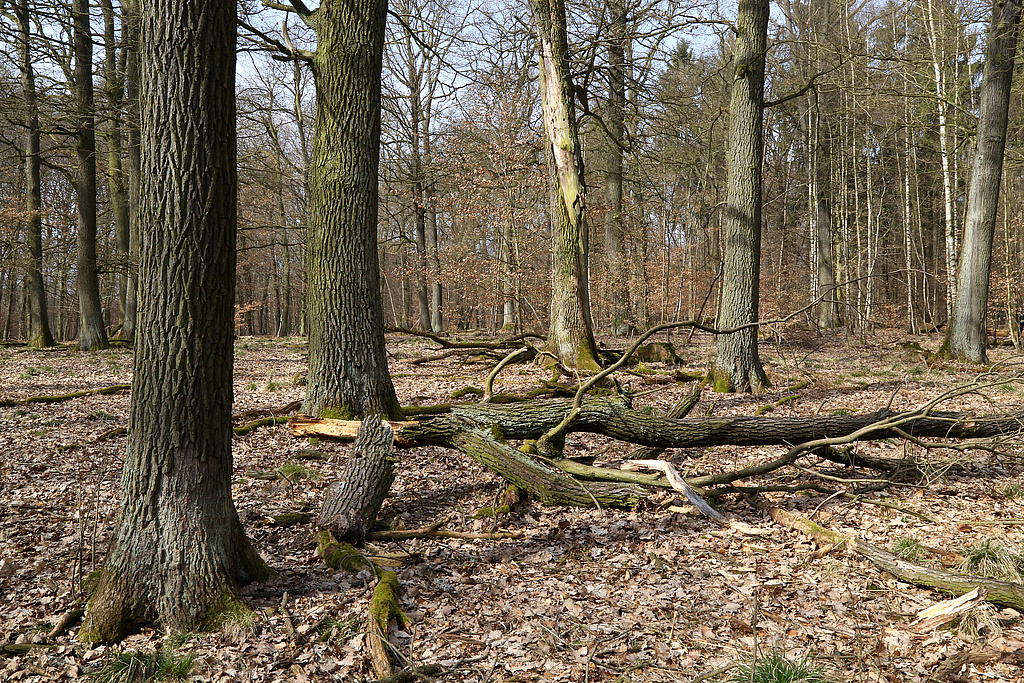 NSG 375, Waldmeister-Buchenwald mit vielen Alt-Eichen und Totholz auf dem Fuchslöcherberg nordnordöstlich Ostramondra (Landkreis Sömmerda) in Prozessschutzfläche ohne forstliche Nutzung. (Foto: Holm Wenzel 17.03.2015)