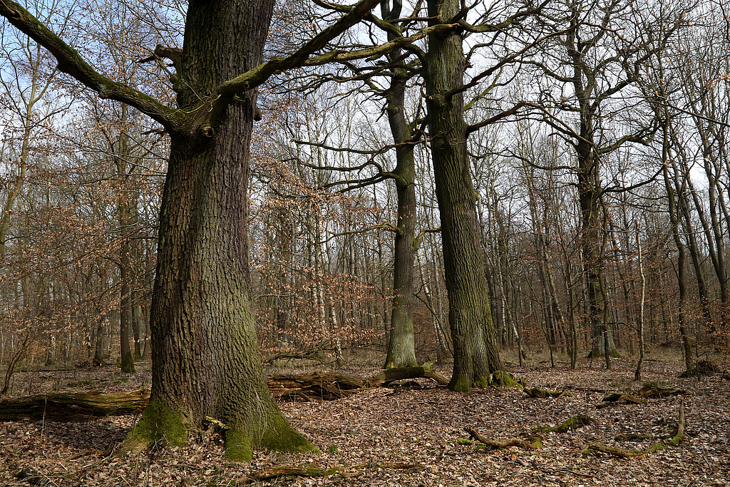 NSG 375, Waldmeister-Buchenwald mit vielen Alt-Eichen und anschließendem (ehemaligen) Birken-Pionierwald mit Buche und (Trauben-)Eiche zwischen Herzogsgehege und Fuchslöcherberg nordnordöstlich Ostramondra (Landkreis Sömmerda) in Prozessschutzfläche ohne forstliche Nutzung. (Foto: Holm Wenzel 17.03.2015)