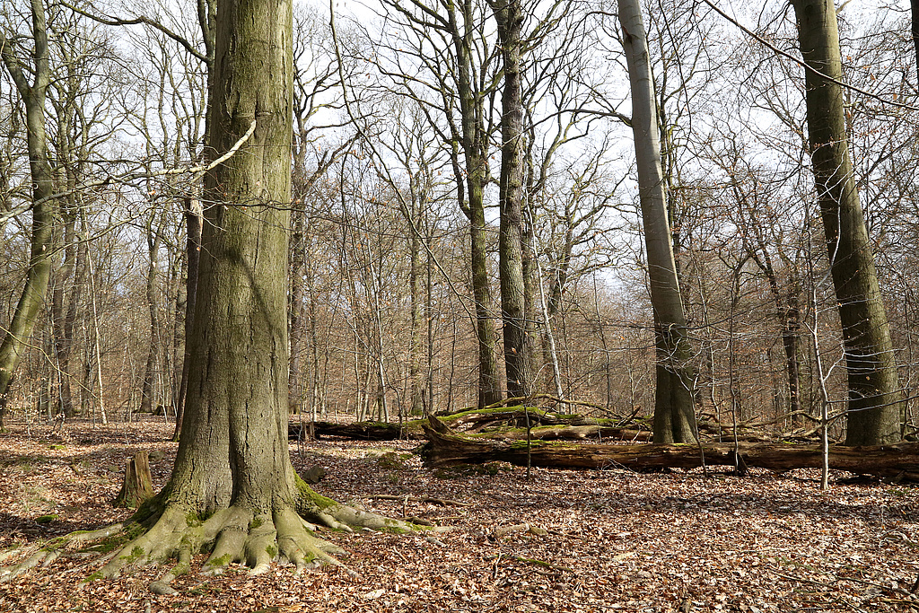 NSG 375, Waldmeister-Buchenwald mit Trauben-Eiche und Totholz auf dem Fuchslöcherberg nordnordöstlich Ostramondra (Landkreis Sömmerda) in Prozessschutzfläche ohne forstliche Nutzung. (Foto: Holm Wenzel 17.03.2015)
