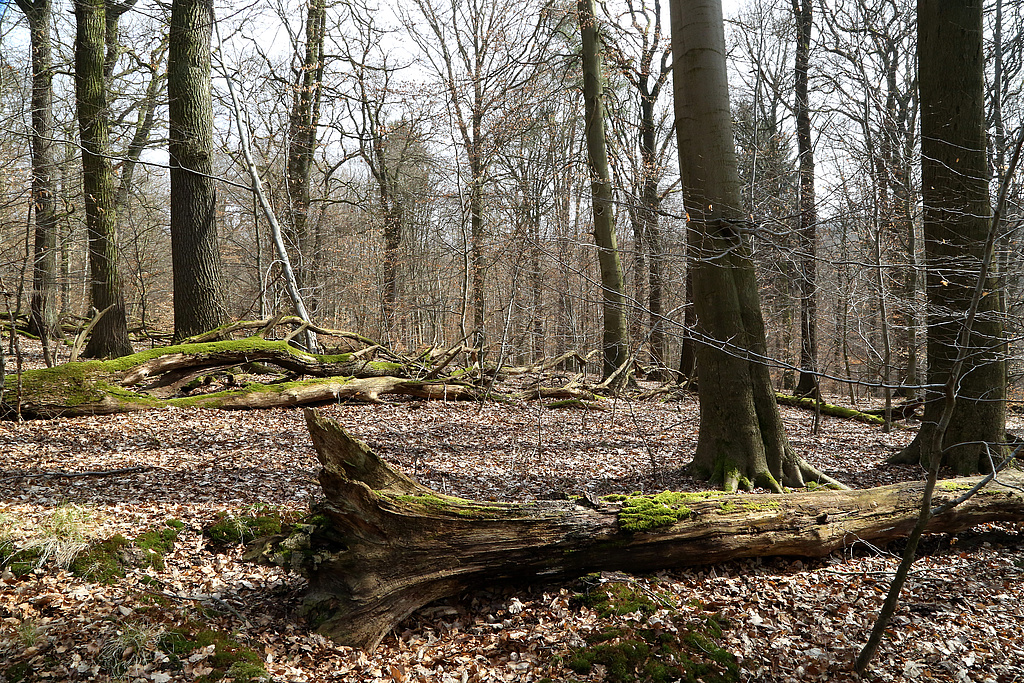 NSG 375, Waldmeister-Buchenwald mit Trauben-Eiche und Totholz auf dem Fuchslöcherberg nordnordöstlich Ostramondra (Landkreis Sömmerda) in Prozessschutzfläche ohne forstliche Nutzung. (Foto: Holm Wenzel 17.03.2015)