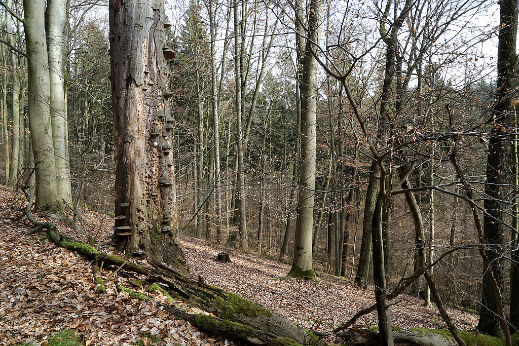 NSG 375, Waldmeister-Buchenwald mit Trauben-Eiche und Totholz auf dem Fuchslöcherberg nordnordöstlich Ostramondra (Landkreis Sömmerda) in Prozessschutzfläche ohne forstliche Nutzung. (Foto: Holm Wenzel 17.03.2015)