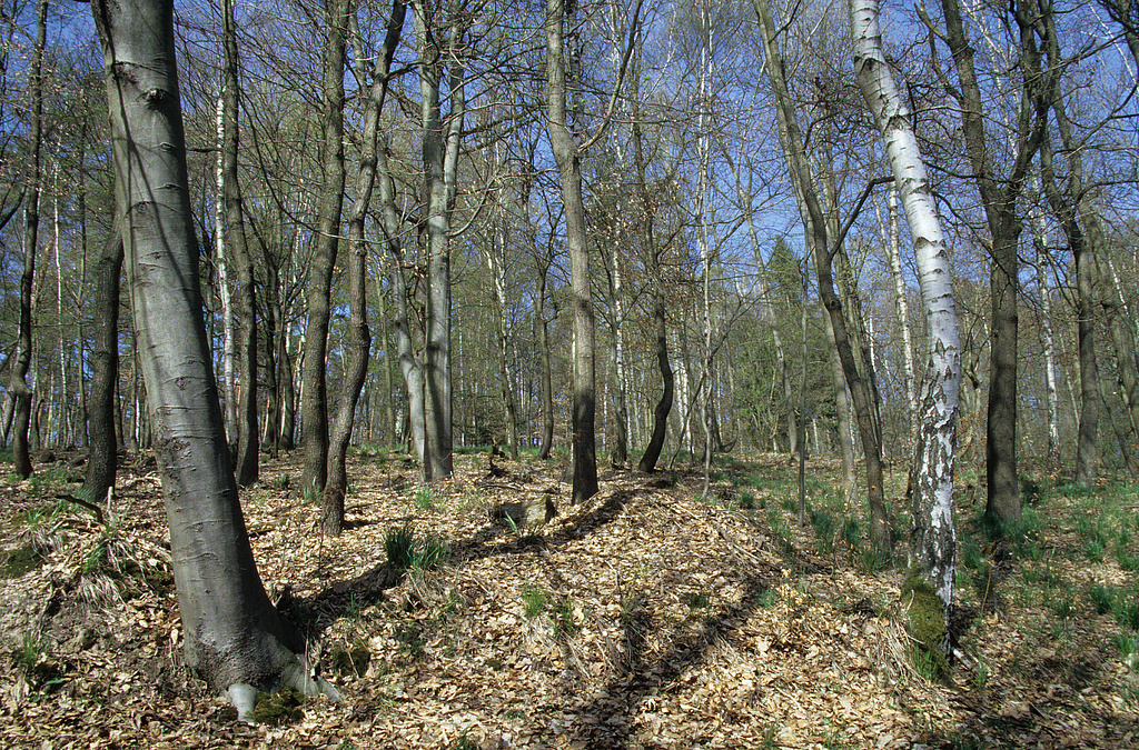 NSG 375, Laubmischwald mit (Trauben-)Eiche, Buche und Birke auf dem Körpersberg nordöstlich der Rosenmühle bei Bachra (Landkreis Sömmerda) im südöstlichsten Teil des NSG „Hohe Schrecke“. (Foto: Holm Wenzel 10.04.2011)