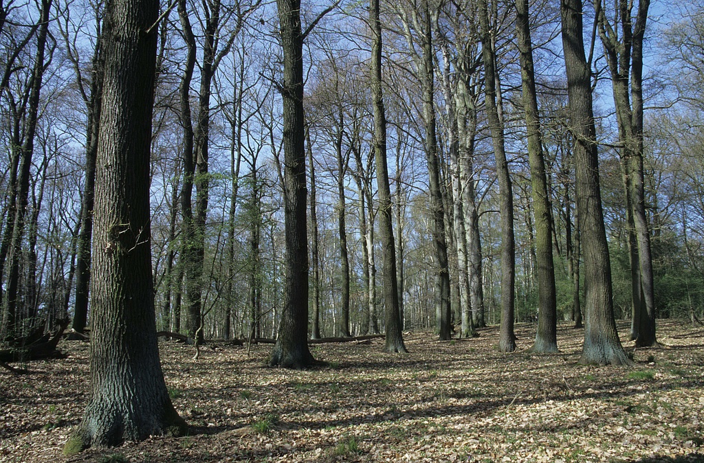 NSG 375, Hainsimsen-Buchenwald mit viel (Trauben-)Eiche auf dem Körpersberg nordöstlich der Rosenmühle bei Bachra (Landkreis Sömmerda) im südöstlichsten Teil des NSG „Hohe Schrecke“. (Foto: Holm Wenzel 10.04.2011)