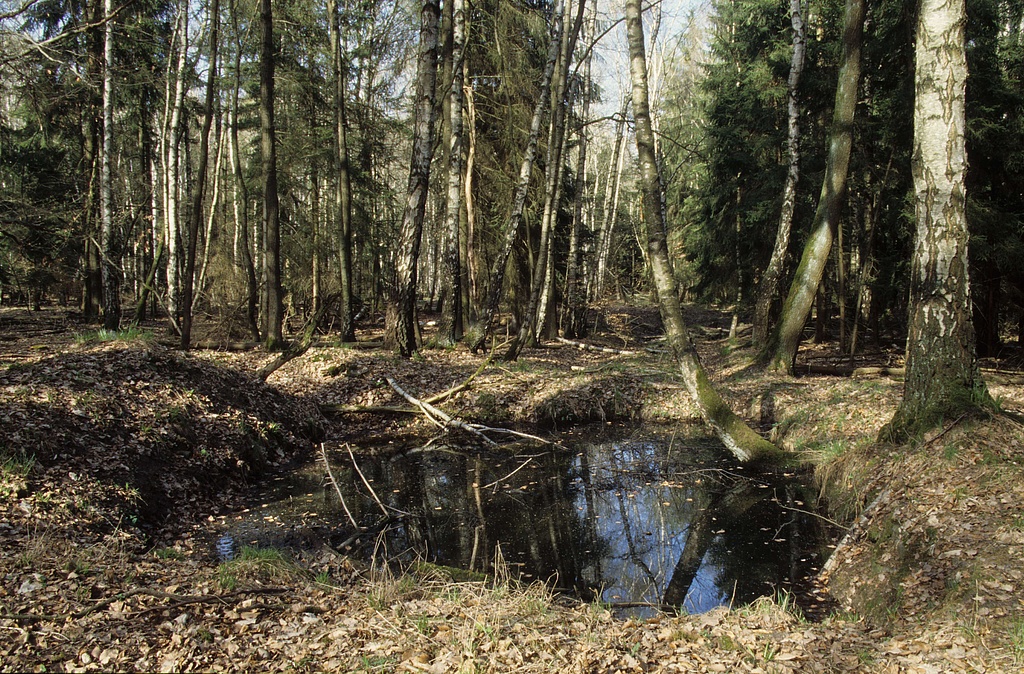 NSG 375, Birken-Pionierwald mit Fichte, Trauben-Eiche, Buche, Esche und Aspe sowie Kleingewässern auf alten Wegen der ehemaligen militärischen Nutzung zwischen Körpersberg und Maienberg nordöstlich der Rosenmühle bei Bachra (Landkreis Sömmerda) im südöstlichsten Teil des NSG „Hohe Schrecke“. (Foto: Holm Wenzel 10.04.2011)