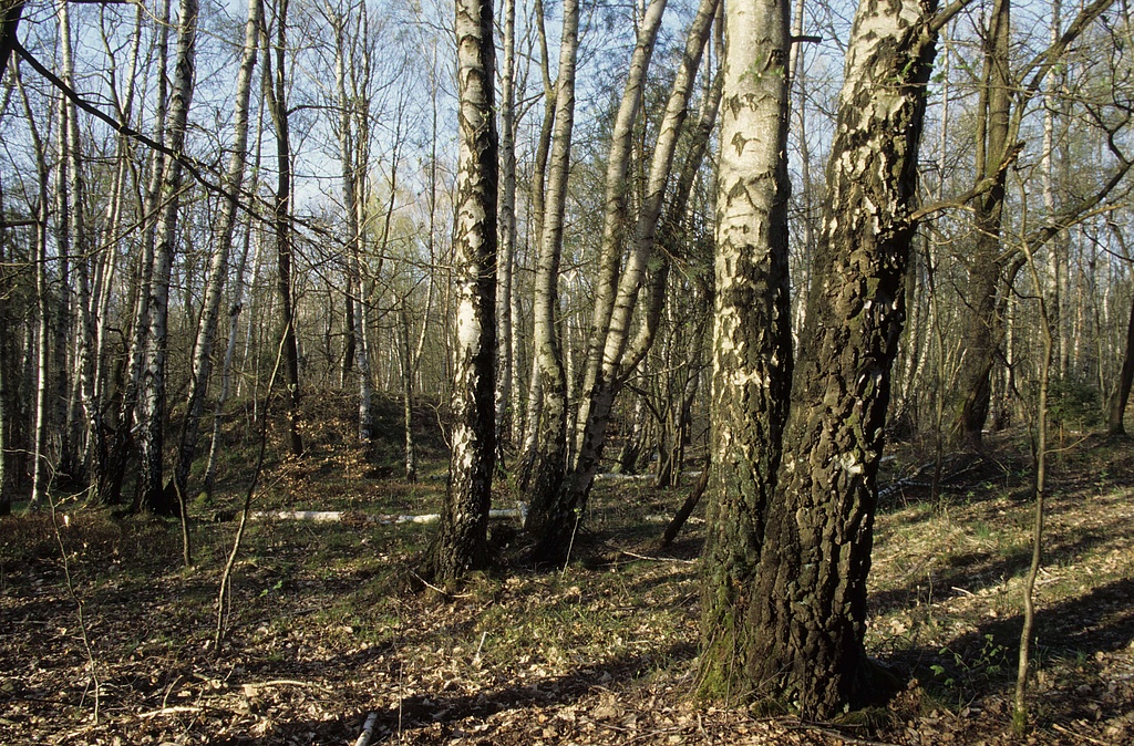 NSG 375, Birken-Pionierwald auf dem Maienberg nordnordöstlich der Rosenmühle bei Bachra (Landkreis Sömmerda) im südöstlichsten Teil des NSG „Hohe Schrecke“. (Foto: Holm Wenzel 10.04.2011)