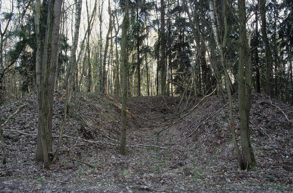 NSG 375, Birken-Pionierwald mit Fichte, Trauben-Eiche, Esche und Aspe sowie vielen alten Fahrzeugstellungen der ehemaligen militärischen Nutzung auf dem Maienberg nordnordöstlich der Rosenmühle bei Bachra (Landkreis Sömmerda) im südöstlichsten Teil des NSG „Hohe Schrecke“. (Foto: Holm Wenzel 10.04.2011)