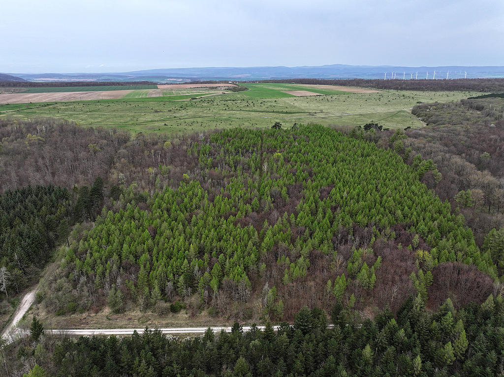 NSG 378, Blick von Südsüdost Richtung Amt Lohra über Nadel-Laub-Mischwald aus Lärche, Buche und Kiefer im Südwesten des NSG „Westliche Hainleite“ (Landkreis Nordhausen) auf das ehemalige militärische Übungsfeld mit großflächigem Grünland mosaikartig aus Kalk-Magerrasen (z. T. mit besonderen Beständen bemerkenswerter Orchideen wie dem Stattlichen Knabenkraut) und mesophilem Grünland zusammengesetzt. (Foto: Holm Wenzel, 07.04.2024)