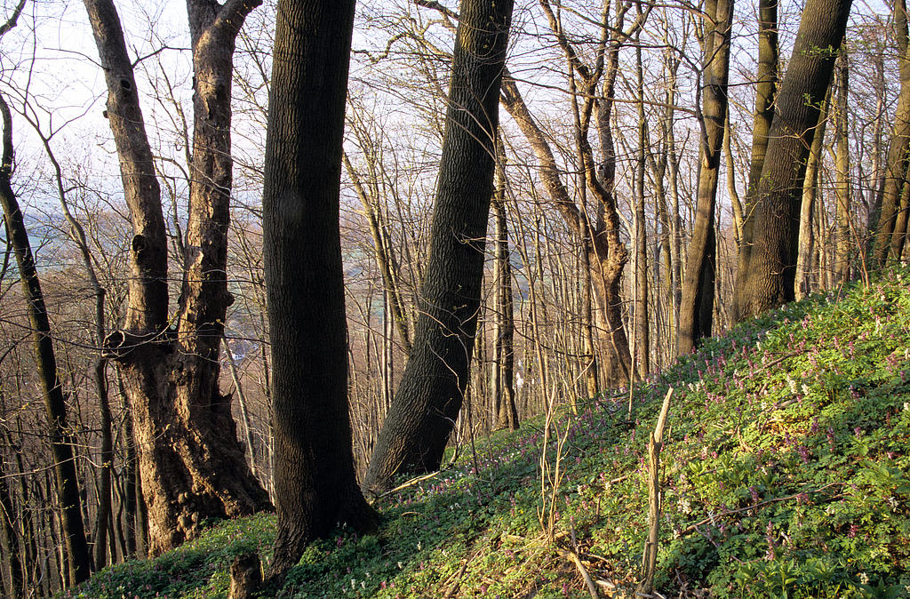 NSG 378, Eschen-Ahorn-Schlucht- und Schatthangwald mit Blühaspekt des Hohlen Lerchensporns Corydalis cava am Hang unterhalb der Burg Lohra im Nordwesten des NSG „Westliche Hainleite“ (Landkreis Nordhausen) in Zone zur besonderen Anreicherung von Alt- und Totholz. (Foto: Holm Wenzel, 23.04.2008)