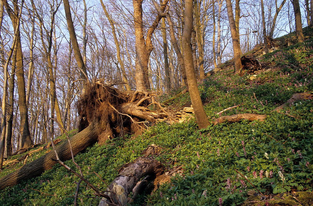 NSG 378, Eschen-Ahorn-Schlucht- und Schatthangwald mit Blühaspekt des Hohlen Lerchensporns Corydalis cava am Hang unterhalb der Burg Lohra im Nordwesten des NSG „Westliche Hainleite“ (Landkreis Nordhausen) in Zone zur besonderen Anreicherung von Alt- und Totholz. (Foto: Holm Wenzel, 23.04.2008)