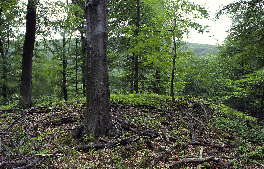 NSG 378, Orchideen-Kalk-Buchenwald am Gatterberg bei Hainrode im Nordosten des NSG „Westliche Hainleite“ (Landkreis Nordhausen) in Zone zur besonderen Anreicherung von Alt- und Totholz. (Foto: Holm Wenzel, 19.07.2000)