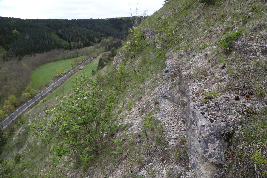 NSG 391, Muschelkalk-Steilhang des Wüsten Bergs (auch geschützter Landschaftsbestandteil) im Jonastal bei Arnstadt (Ilm-Kreis). (Foto: Holm Wenzel, 03.05.2015)