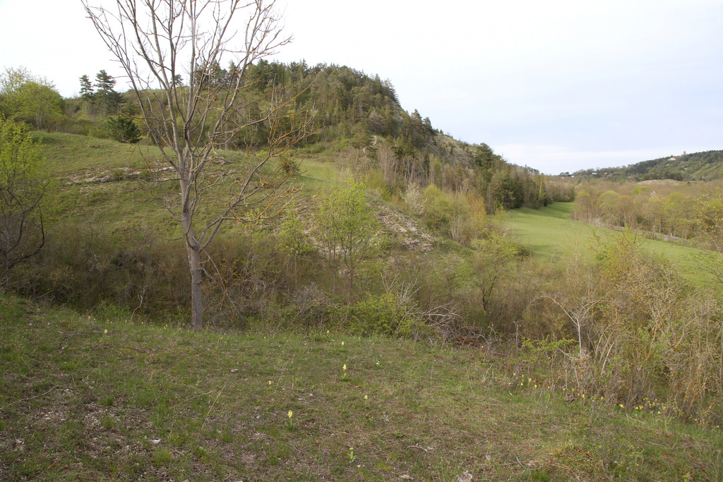 NSG 391, Blick von Südwesten über Vorkommen des Blassen Knabenkrautes Orchis pallens zum Wüsten Berg (auch geschützter Landschaftsbestandteil) im Jonastal bei Arnstadt (Ilm-Kreis). (Foto: Holm Wenzel, 10.05.2021)