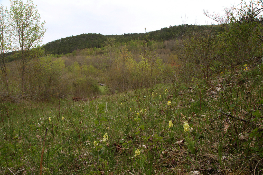 NSG 391, FFH-Lebensraumtyp Trespen-Schwingel-Kalk-Trockenrasen mit Vorkommen des Blassen Knabenkrautes Orchis pallens beim Wüsten Berg (auch geschützter Landschaftsbestandteil) im Jonastal bei Arnstadt (Ilm-Kreis). (Foto: Holm Wenzel, 10.05.2021)