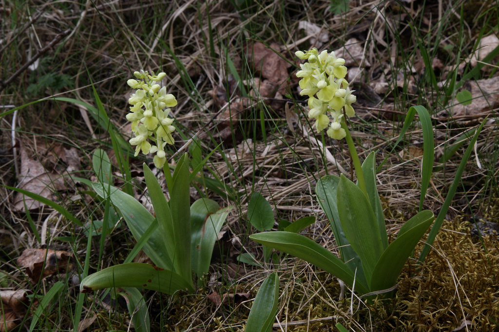 NSG 391, Blasses Knabenkraut Orchis pallens beim Wüsten Berg (auch geschützter Landschaftsbestandteil) im Jonastal bei Arnstadt (Ilm-Kreis). (Foto: Holm Wenzel, 10.05.2021)