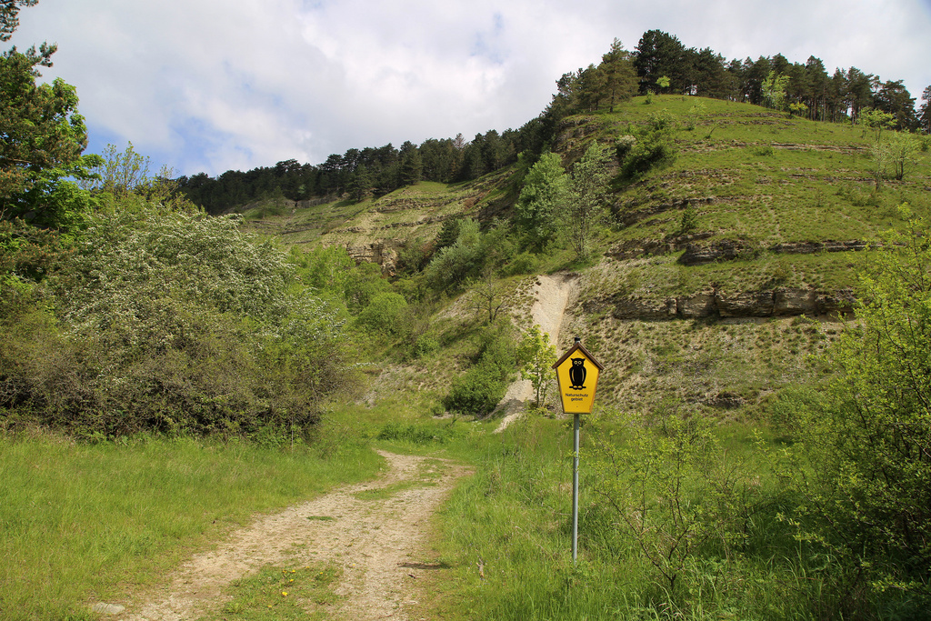 NSG 391, Am Großen Bienstein im mittleren Jonastal bei Gossel (Ilm-Kreis) auf dem Gelände des Standortübungsplatzes Ohrdruf mit einem Biotopkomplex aus Kalk-Felsen, -Schutthalden, -Halbtrockenrasen und -Pionierrasen. (Foto: Holm Wenzel, 25.05.2017)