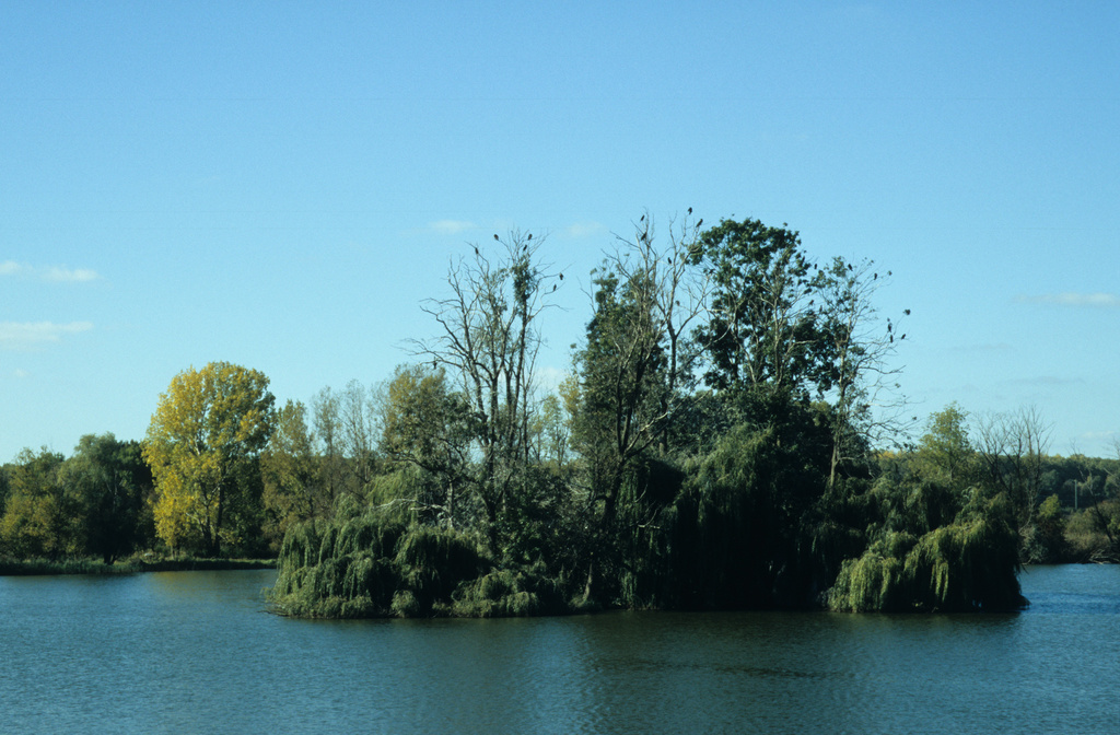 NSG 398, „Der See“ mit Insel (seit 2005 mit erster thüringischer Brutkolonie des Kormorans Phalacrocorax carbo) im NSG „Haselbacher Teiche“ (Landkreis Altenburger Land). (Foto: Holm Wenzel, 16.10.2005)