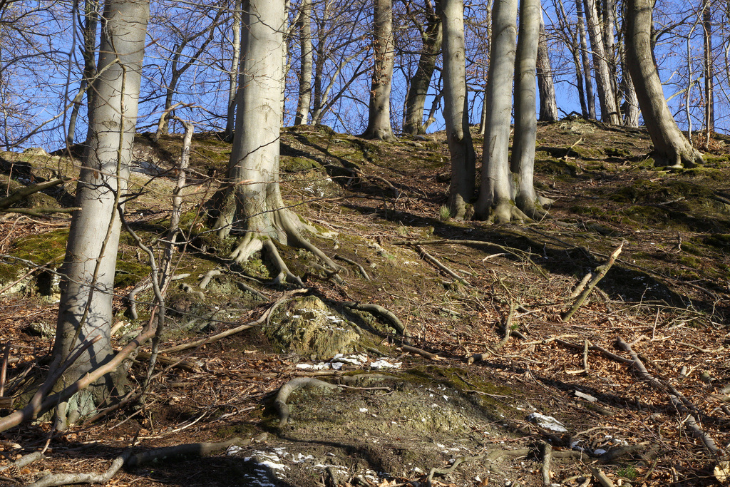 NSG 408, Waldmeister-Buchenwald über Gips im Brandholz auf der Nordwestseite des Brandberges im NSG „Harzfelder Holz“ (Landkreis Nordhausen). (Foto: Holm Wenzel, 17.04.2022)