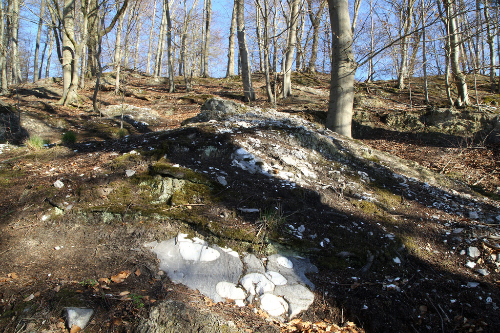 NSG 408, Waldmeister-Buchenwald über Gips mit Alabasterknollen im Brandholz auf der Nordwestseite des Brandberges im NSG „Harzfelder Holz“ (Landkreis Nordhausen). (Foto: Holm Wenzel, 17.04.2022)